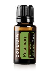 Rosemary - Rozmaryn
